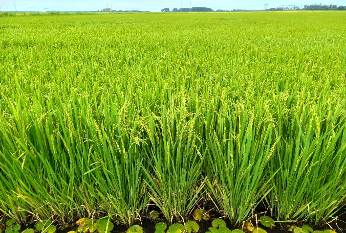 Arroz se destaca no Brasil com e-book que valoriza sua importância econômica e sustentável