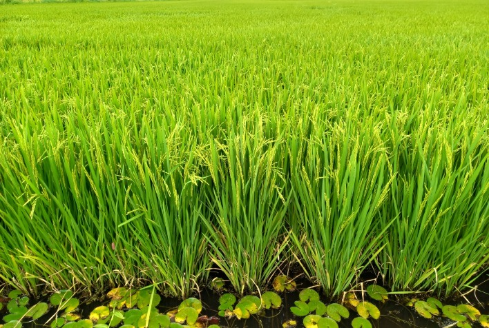 Arroz se destaca no agronegócio com e-book que revela sua importância global