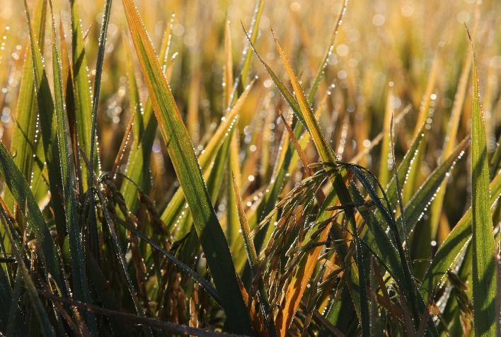 Atraso no plantio e El Niño ameaçam calendário da próxima safra de arroz no RS