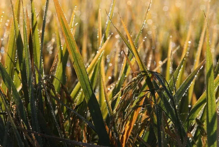 Atraso no plantio e El Niño ameaçam calendário da próxima safra de arroz no RS