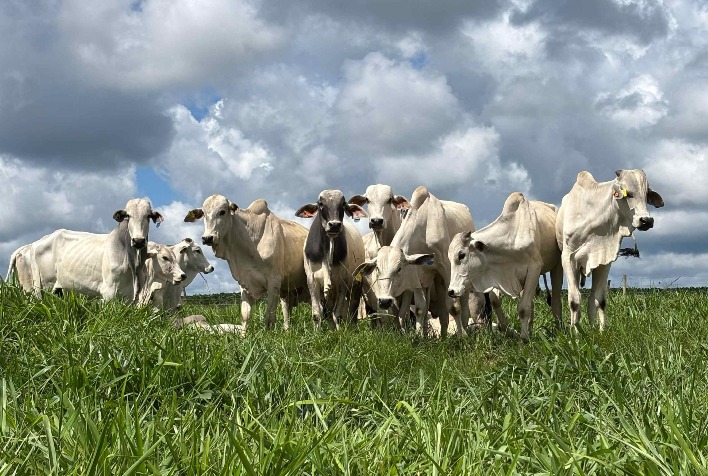 Boi gordo inicia agosto estável com preços sustentados pelo Dia dos Pais e atacado aquecido