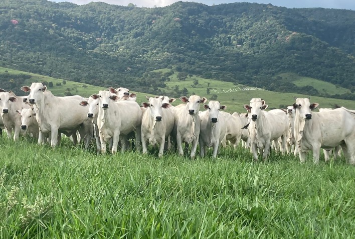 Boi gordo registra alta em 2026 com exportações recordes e oferta restrita