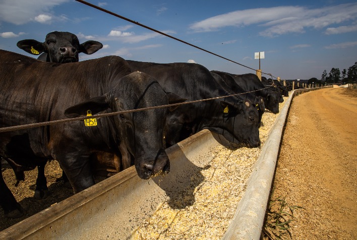 Boi gordo valoriza e aumenta poder de compra do pecuarista em agosto