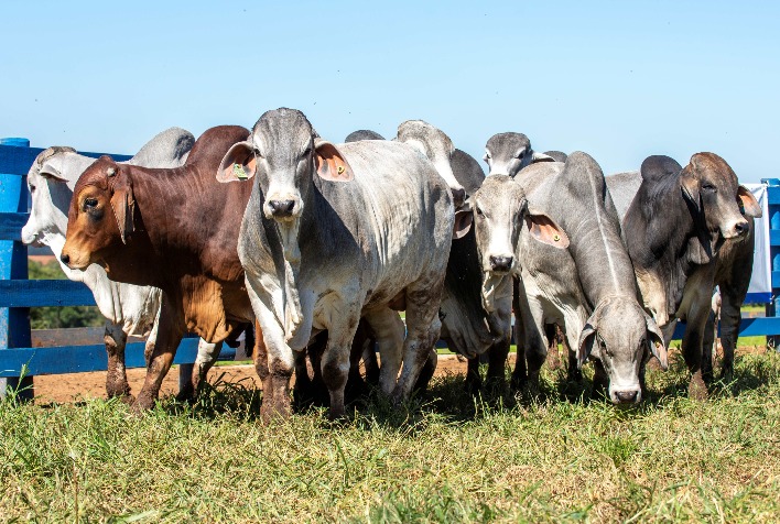 Brahman avança em qualidade e ganho de peso, potencializando exportações de carne brasileira