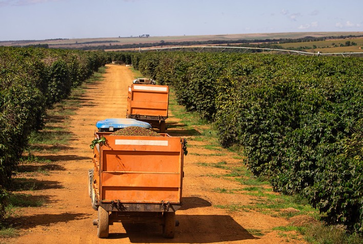 Café tem alta de preços mesmo com colheita avançada e riscos climáticos em 2023