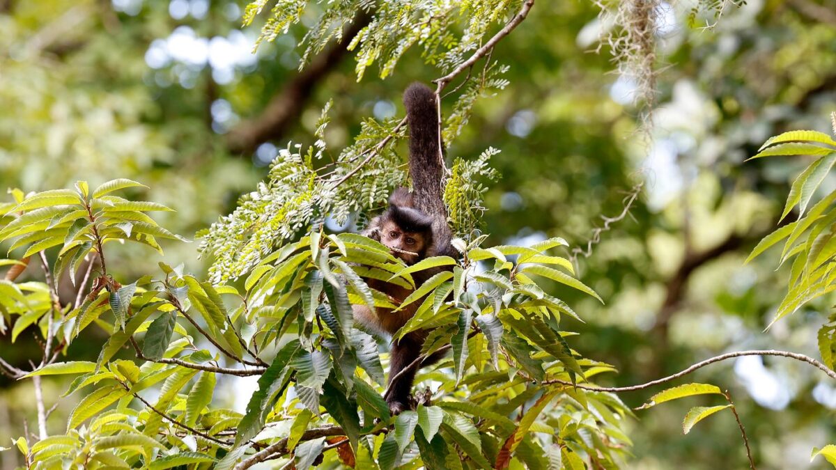 Candidatos às eleições de 2026 são convidados a assinar compromisso com direitos da natureza