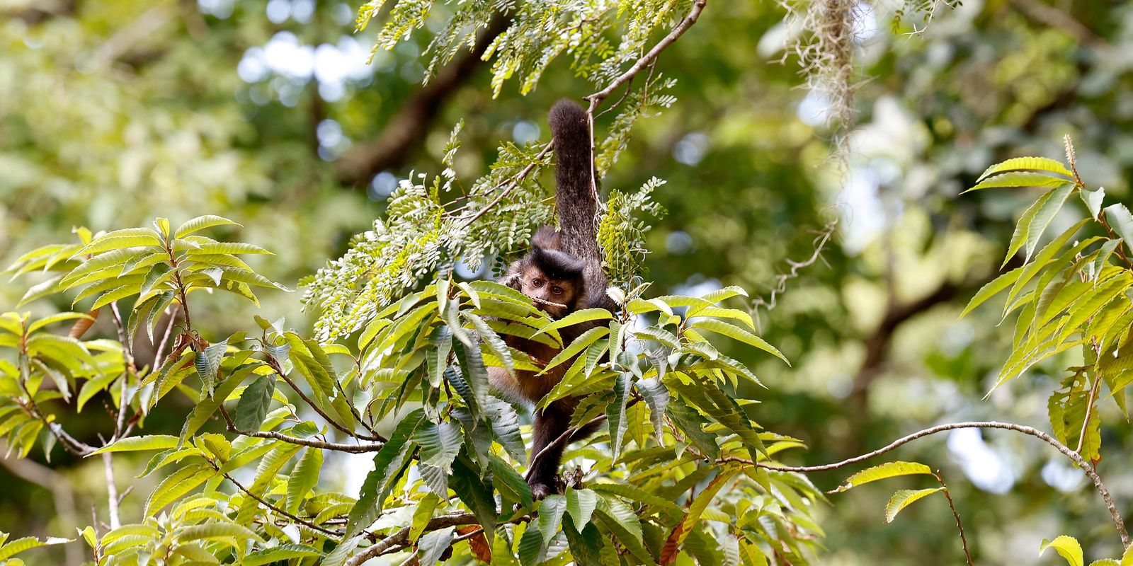 Candidatos às eleições de 2026 são convidados a assinar compromisso com direitos da natureza
