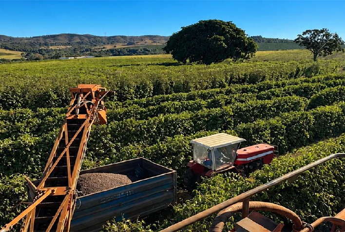 Colheita de café arábica no Cerrado Mineiro chega a 66%, mas chuvas atrasam avanço