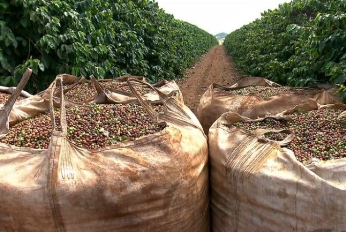 Colheita de café atinge 67,3% na Cooxupé e aumenta oferta da safra 2026