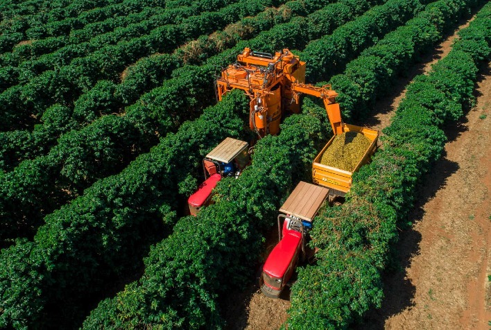 Colheita de café no Brasil atinge 90%, mas segue abaixo do esperado para 2026/27