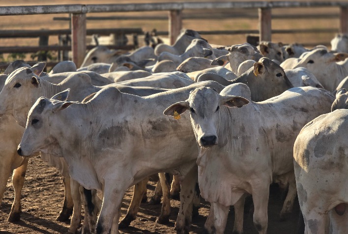 Confinamento de bovinos em Mato Grosso deve crescer 43% e alcançar 1,33 milhão em 2026