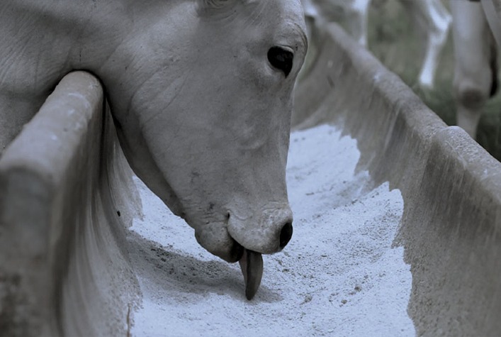 Connan apresenta soluções inovadoras para pecuária de cria e recria no BeefDay 2026