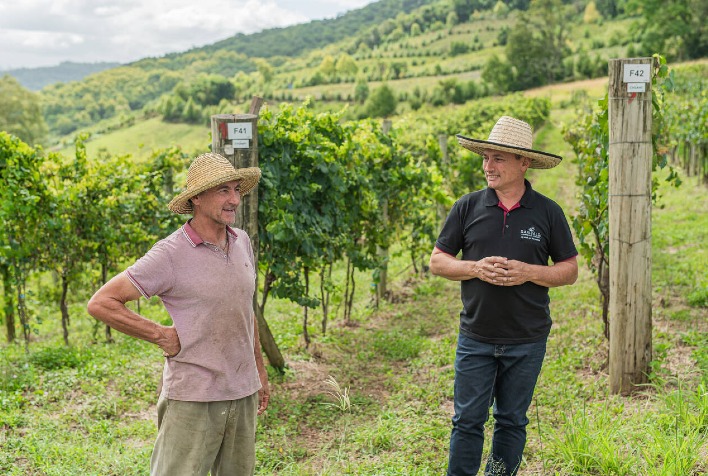 Cooperativa Vinícola Garibaldi orienta produtores a enfrentar riscos do Super El Niño nos vinhedos