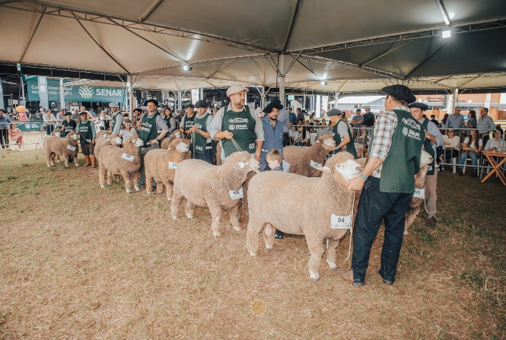 Corriedale participa da Expointer 2026 com 30 animais e jurados do Brasil e Uruguai