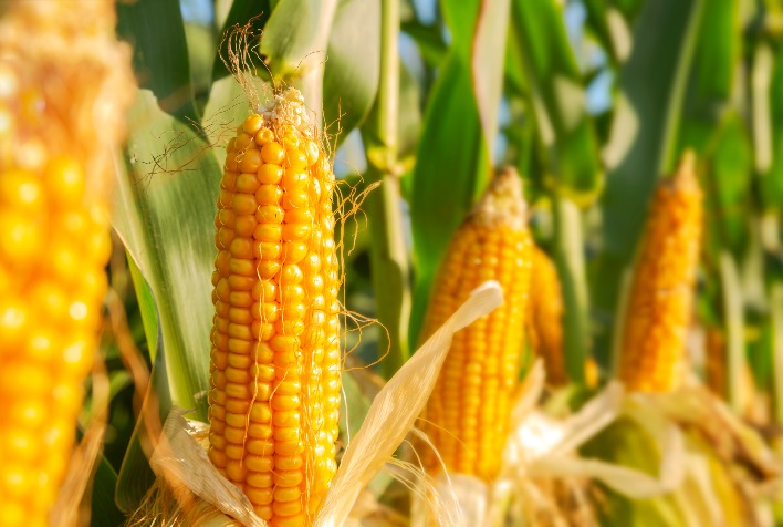 Custo elevado de fertilizantes pressiona rentabilidade da safrinha de milho 2026/27