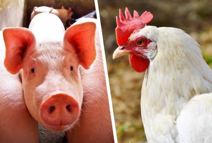 Custos de produção de frango e suíno sobem em julho, aponta Embrapa