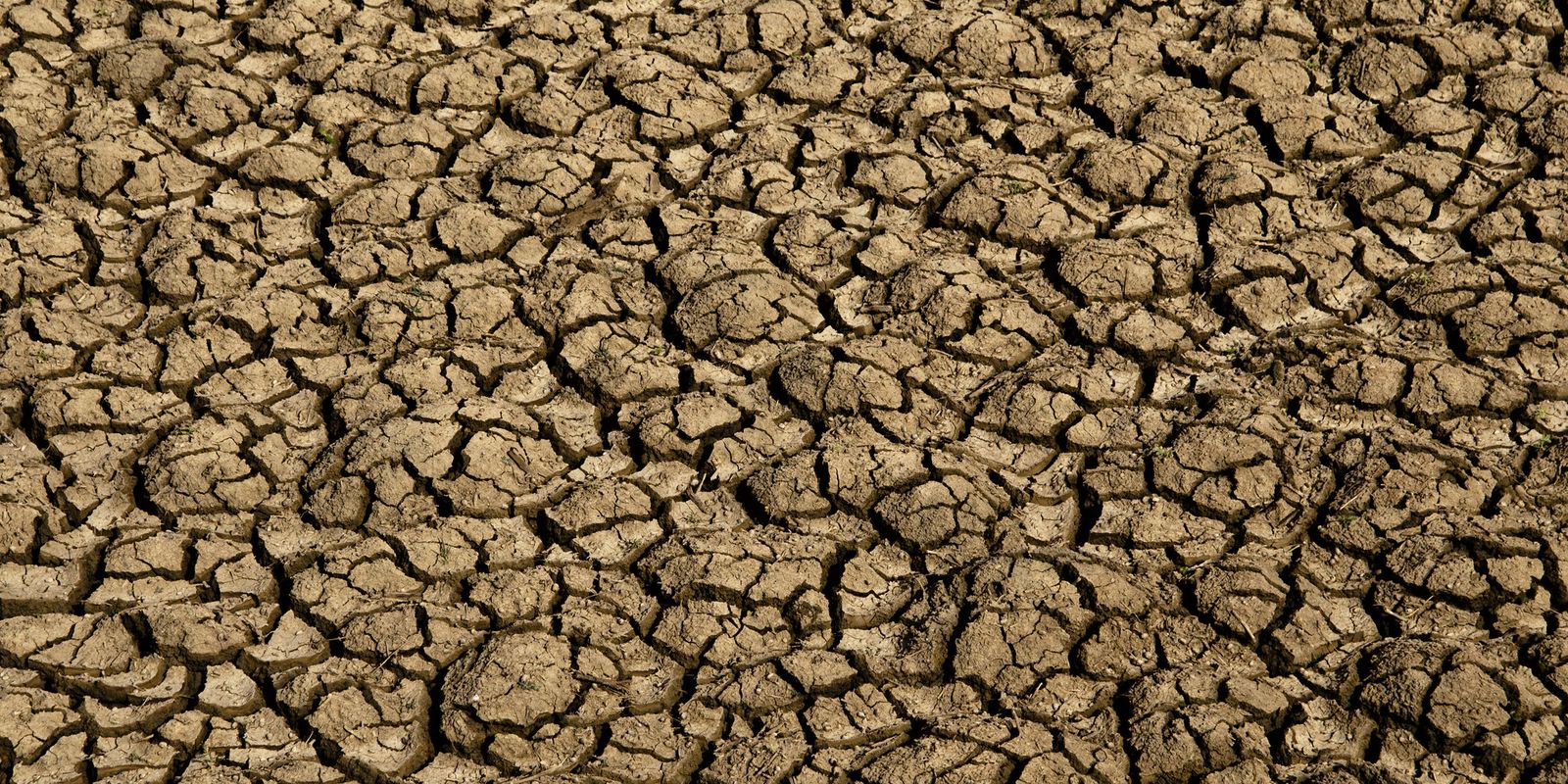 Desertificação no Brasil afeta 39 milhões e compromete segurança hídrica e alimentar