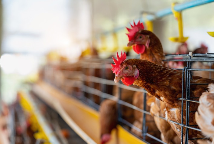 Diagnóstico molecular avança e fortalece sanidade animal no agronegócio brasileiro