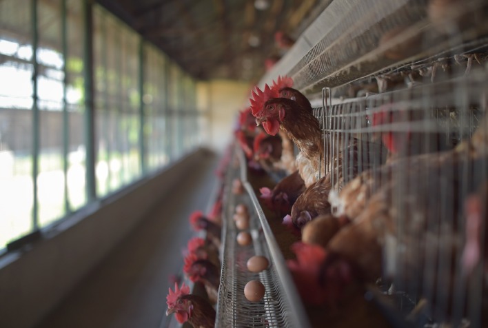 Digestibilidade das aves de postura: qualidade da ração e enzimas são essenciais para a produção de ovos