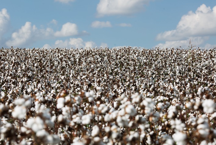 Doenças no algodão no Cerrado exigem manejo integrado para garantir produtividade