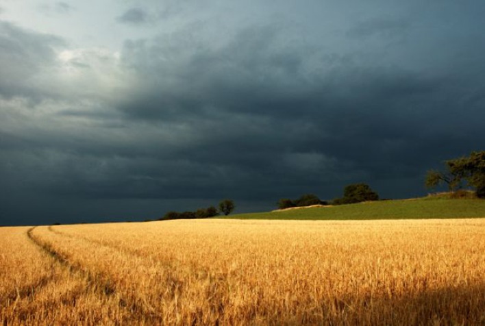 El Niño forte pode comprometer safra de trigo no Sul do Brasil em 2026