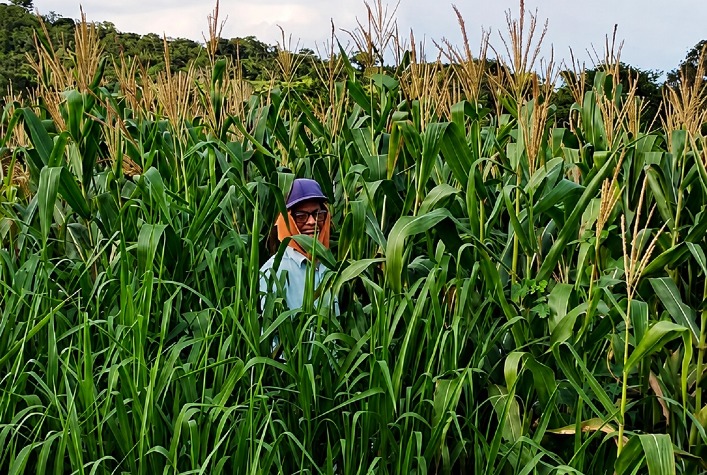Estudo da UNESP aponta braquiária Mavuno como aliada na produtividade do milho