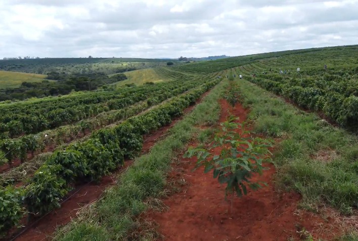 Expocacer lança projeto de corredores arborizados para fortalecer cafeicultura regenerativa no Cerrado Mineiro