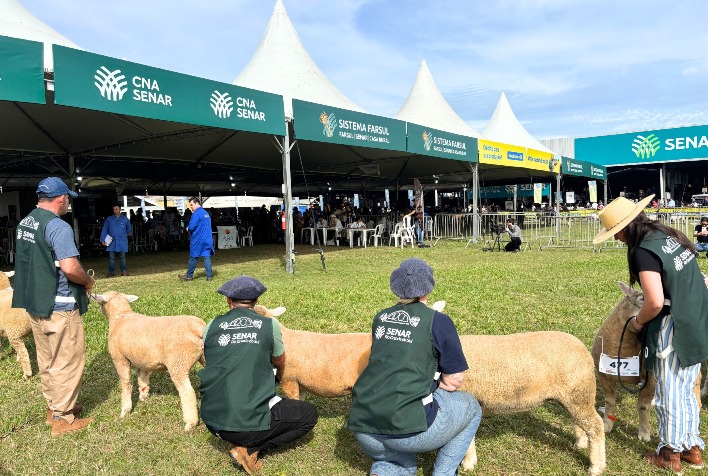 Expointer 2026 destaca ovinocultura com 14 raças de ovinos e programação para jovens
