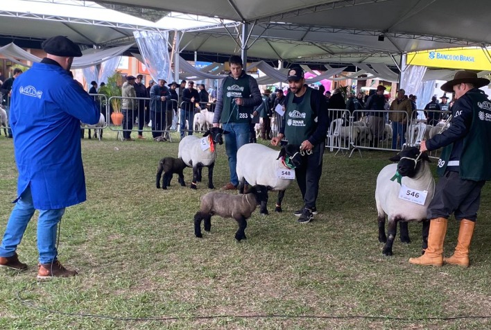 Expointer 2026 reúne 934 ovinos e inova com certificação de paternidade por DNA