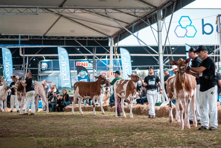 Expointer 2026 terá 181 animais da raça Holandesa e cresce participação da variedade vermelha e branca