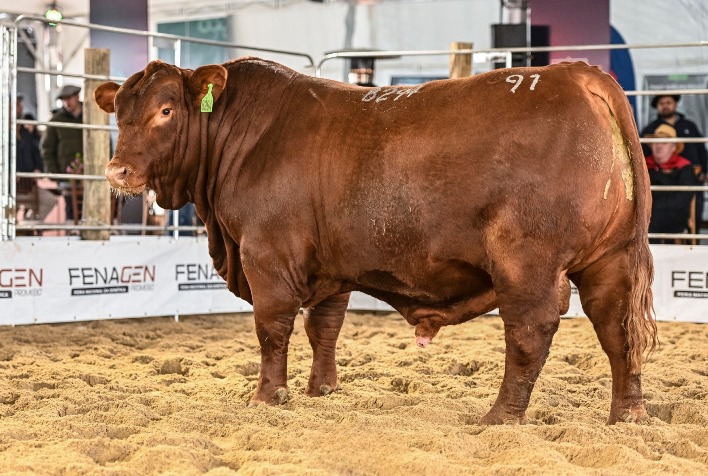 Fenagen atrai centrais de inseminação e destaca genética bovina de elite em Pelotas