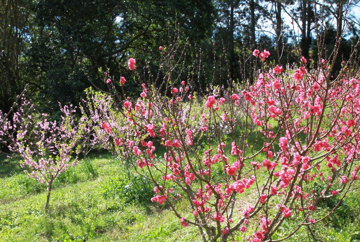 Floração do pêssego avança no Rio Grande do Sul e produtores intensificam cuidados fitossanitários