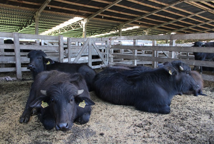 Genética de búfalos eleva produção de leite em 116% nas últimas gerações no Brasil