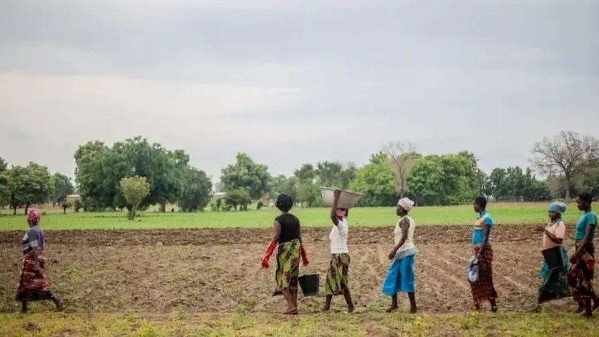 Grande Muralha Verde restaura 1,66 milhão de hectares no Sahel, diz UNCCD