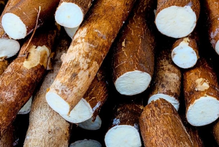 IAC lança cultivar de mandioca 25% mais produtiva e transforma indústria de fécula e farinha
