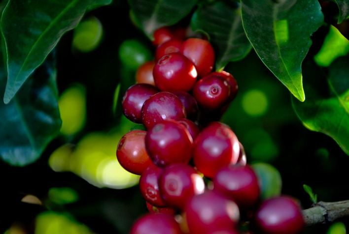 Inscrições abertas para o 36º Prêmio Ernesto Illy de Qualidade Sustentável do Café até 18 de setembro