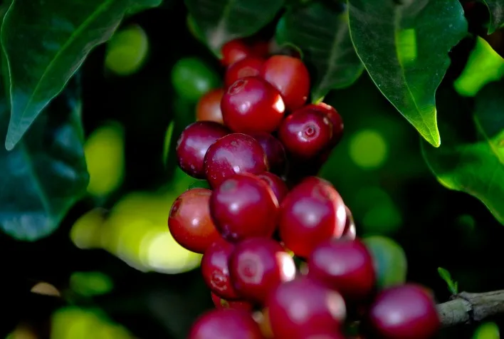 Inscrições abertas para o 36º Prêmio Ernesto Illy de Qualidade Sustentável do Café até 18 de setembro