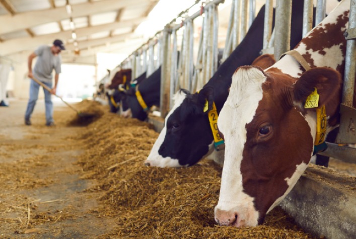 Inteligência de dados revoluciona nutrição bovina e aumenta rentabilidade no confinamento