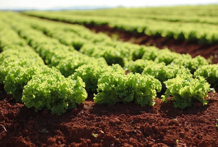 Inverno exige cuidados especiais no cultivo de hortaliças e frutas para evitar perdas