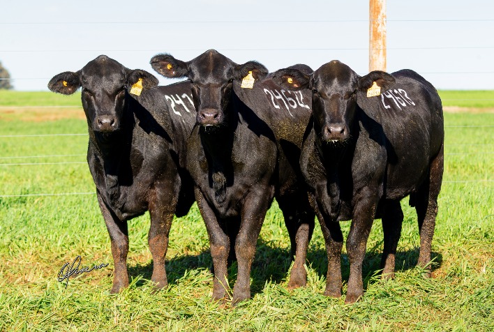 Leilão Soldera Portas Abertas oferece 150 animais Angus e Brangus em Panambi