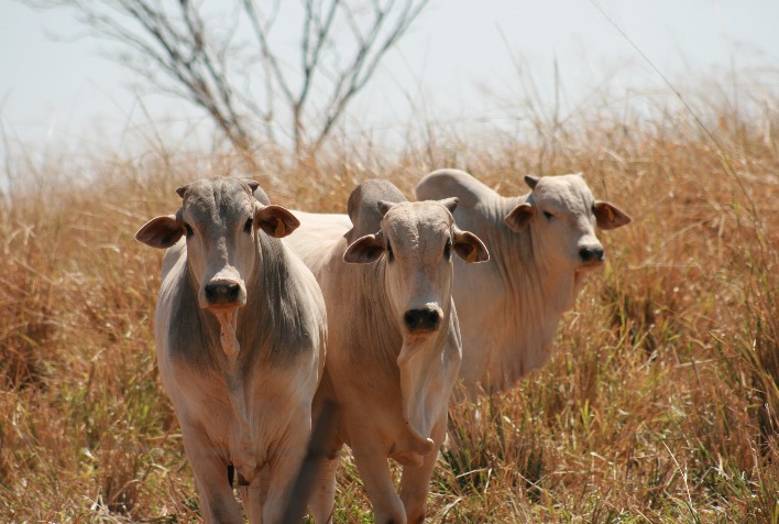 Manejo alimentar estratégico na seca garante produtividade do gado de corte