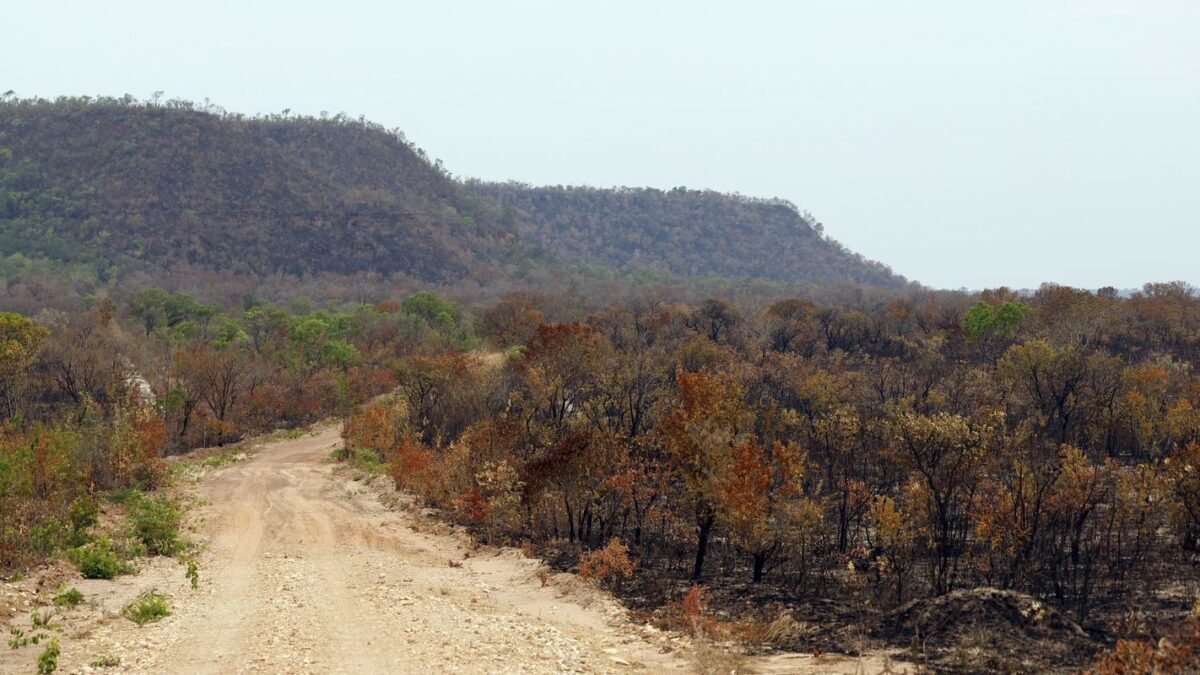 MapBiomas: Brasil perde vegetação nativa e aumenta vulnerabilidade ao El Niño