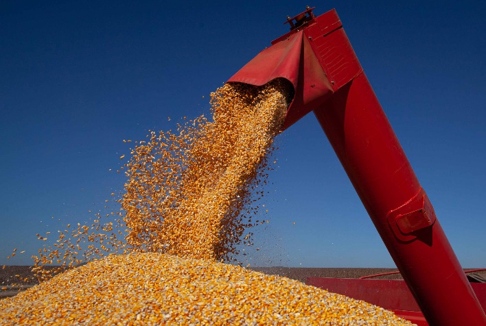 Mato Grosso colhe 99,1% da safra de milho e projeta recorde de 57,39 milhões de toneladas