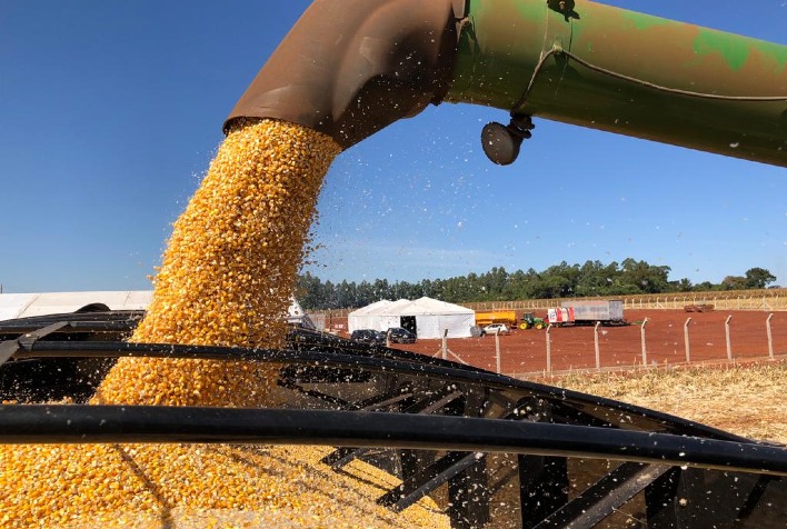 Mato Grosso registra safra recorde de milho com 57,3 milhões de toneladas