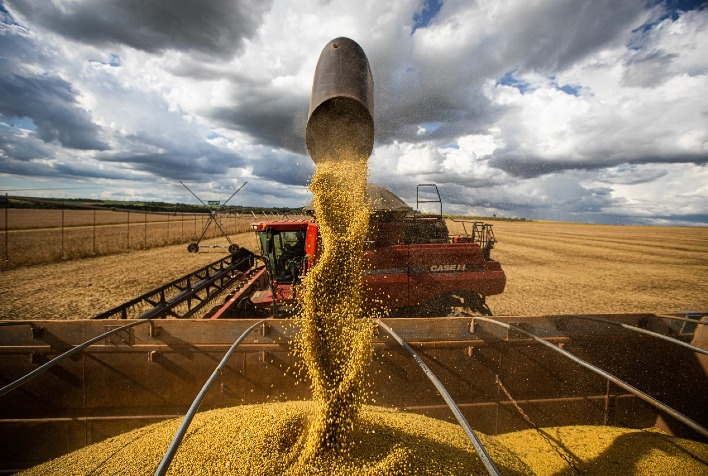 Mercado da soja no Brasil desacelera com produtores cautelosos e preços estáveis