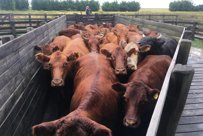 Mercado de bovinos e cavalos Crioulos cresce em 2026 com alta de preços e leilões