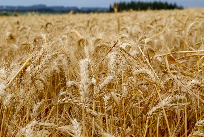 Mercado de trigo no Sul do Brasil recomenda vendas graduais em meio à volatilidade
