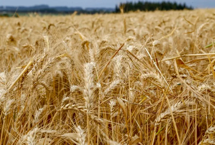 Mercado de trigo no Sul do Brasil recomenda vendas graduais em meio à volatilidade