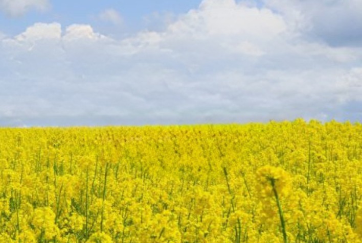 Mosaic e Elicit Plant se unem para combater estresse hídrico na canola da América do Norte