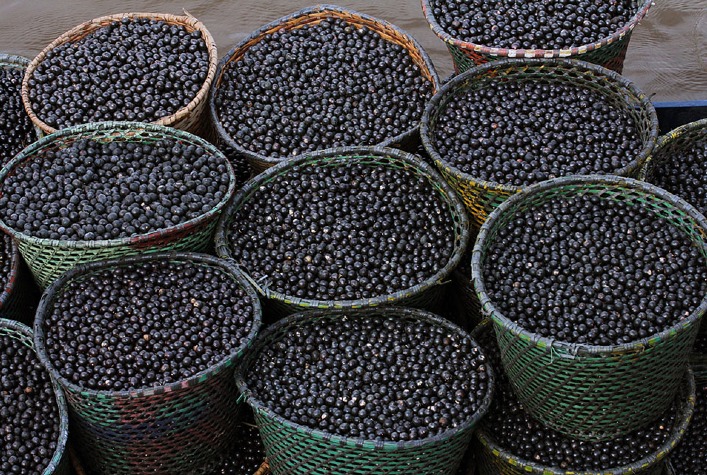 Nanofertilizante de caroço de açaí promete revolucionar cultivo de milho e sorgo